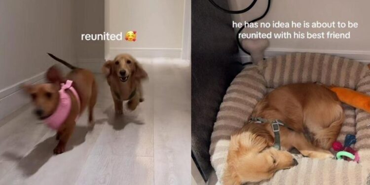 Dog Wakes up To Furry Best Friend After a Month Apart & Immediately Loses It