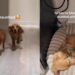 Dog Wakes up To Furry Best Friend After a Month Apart & Immediately Loses It