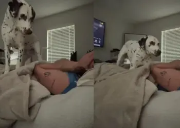 Dalmatian Accidentally Learns To Play Peekaboo & Decides Mom Will Be Playing All Day