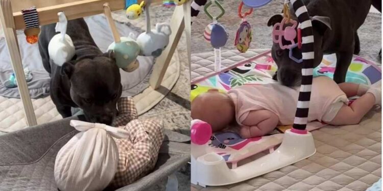 Dog Goes From Feeling Left Out to Fully Embracing Life as a Big Brother