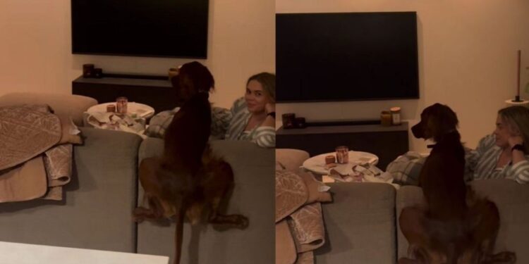 Dog’s ‘Chillout Position’ Has Him Hanging Halfway Over the Couch