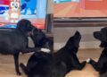 Dog Wants To Play, but Furry Sibling Is Too Busy Watching TV
