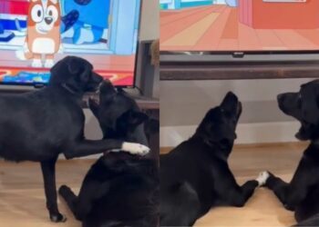 Dog Wants To Play, but Furry Sibling Is Too Busy Watching TV