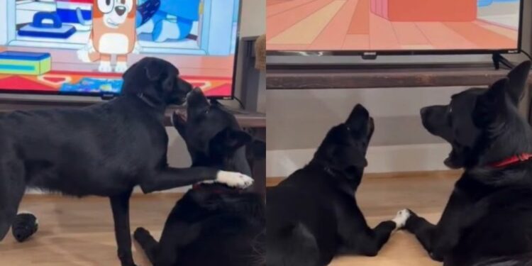 Dog Wants To Play, but Furry Sibling Is Too Busy Watching TV