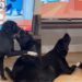 Dog Wants To Play, but Furry Sibling Is Too Busy Watching TV