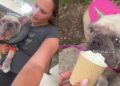 Rescue Dog Left To Die on the Streets Discovers the Joy of Being Loved