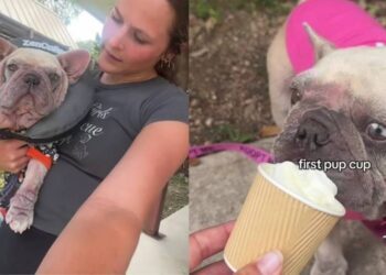 Rescue Dog Left To Die on the Streets Discovers the Joy of Being Loved