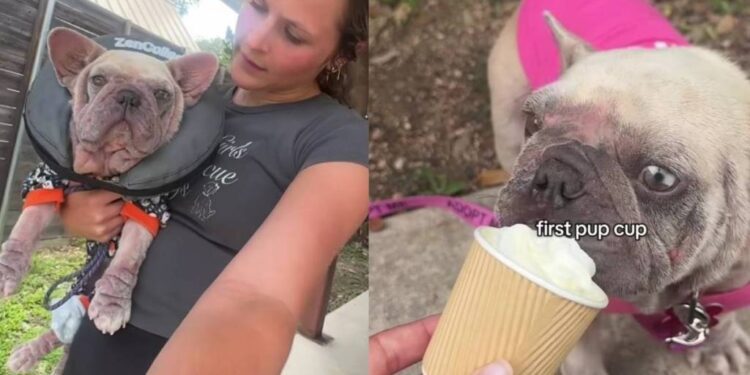 Rescue Dog Left To Die on the Streets Discovers the Joy of Being Loved