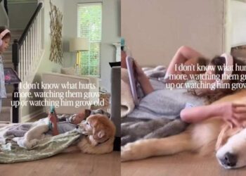 Two Sisters Use Golden Retriever as Their Personal Pillow & He Looks Like It Is All He Ever Wanted