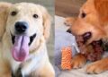 Foster Golden Retriever Has Everything but the One Thing He Needs Most