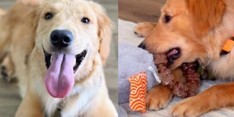 Foster Golden Retriever Has Everything but the One Thing He Needs Most