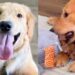 Foster Golden Retriever Has Everything but the One Thing He Needs Most