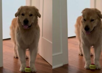 Golden Retriever Gets Two Walks in the Morning & Then Starts Guilt-Tripping for More