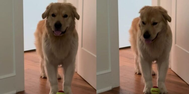 Golden Retriever Gets Two Walks in the Morning & Then Starts Guilt-Tripping for More