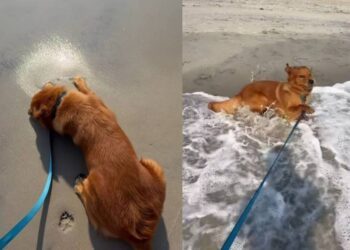 Golden Retriever Thought He Knew All About the Ocean Until the First Wave Arrived