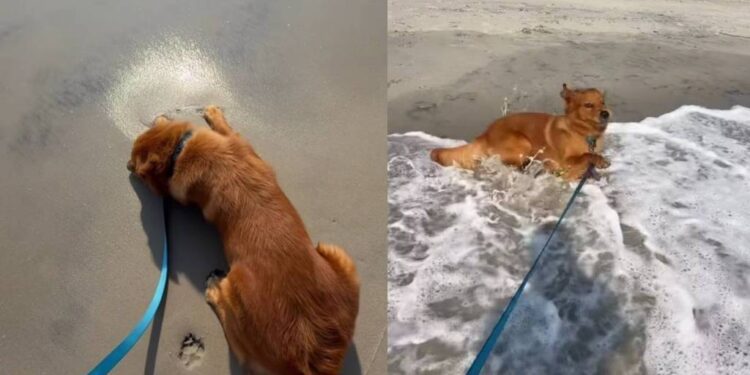 Golden Retriever Thought He Knew All About the Ocean Until the First Wave Arrived