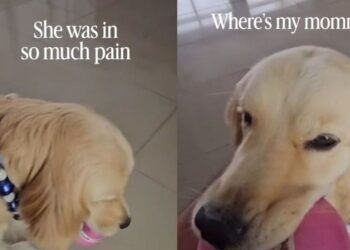 Golden Retriever Comforts Sick Mom, Then Cries When She Leaves for the Hospital