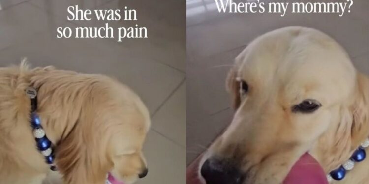 Golden Retriever Comforts Sick Mom, Then Cries When She Leaves for the Hospital