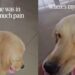 Golden Retriever Comforts Sick Mom, Then Cries When She Leaves for the Hospital