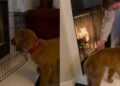 Golden Retriever Puppy Studies the Fireplace From Every Angle, Then Makes a Bold Move