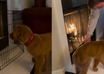 Golden Retriever Puppy Studies the Fireplace From Every Angle, Then Makes a Bold Move
