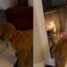 Golden Retriever Puppy Studies the Fireplace From Every Angle, Then Makes a Bold Move