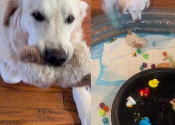 Golden Retriever Screams When Mom Catches Him Committing a Crime in Front of the ‘Babies’