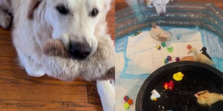Golden Retriever Screams When Mom Catches Him Committing a Crime in Front of the ‘Babies’