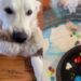 Golden Retriever Screams When Mom Catches Him Committing a Crime in Front of the ‘Babies’