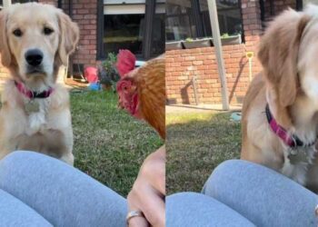 Golden Retriever Has All Kinds of Questions After Seeing a Hen