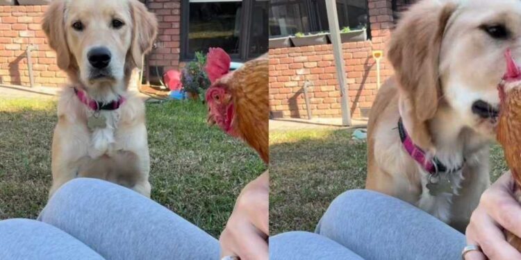 Golden Retriever Has All Kinds of Questions After Seeing a Hen