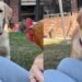 Golden Retriever Has All Kinds of Questions After Seeing a Hen