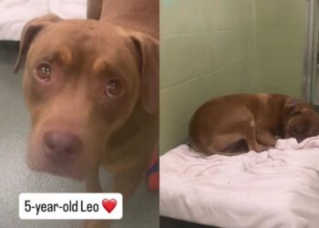 Shelter Dog’s Whole World Changes Overnight After Family Surrenders Him, Leaving Him Confused & Sad