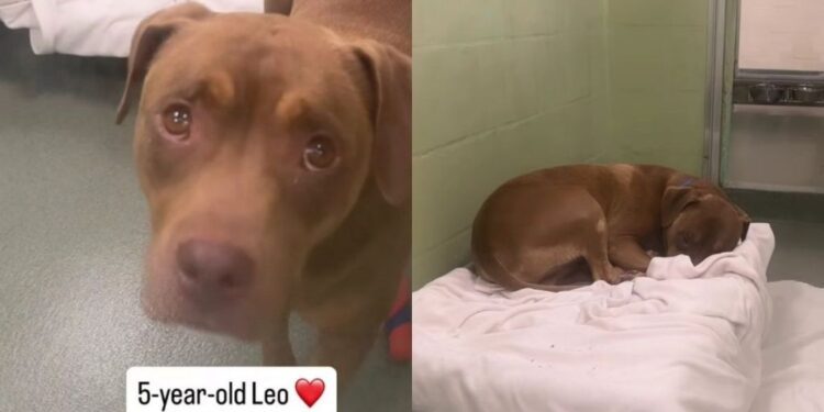 Shelter Dog’s Whole World Changes Overnight After Family Surrenders Him, Leaving Him Confused & Sad