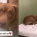 Shelter Dog’s Whole World Changes Overnight After Family Surrenders Him, Leaving Him Confused & Sad