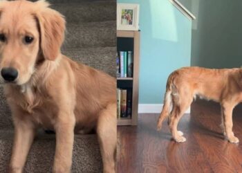 Golden Retriever’s Early Morning Plan Sends Mom Into Full Panic Mode