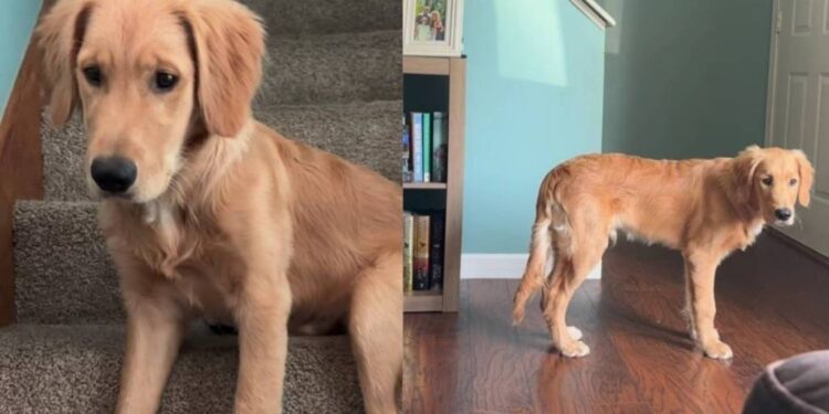 Golden Retriever’s Early Morning Plan Sends Mom Into Full Panic Mode