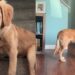 Golden Retriever’s Early Morning Plan Sends Mom Into Full Panic Mode
