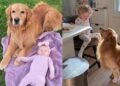 Golden Retriever Gets a New Job as Kids’ Nanny — and He’s Completely Locked In