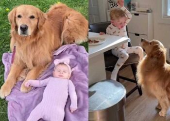 Golden Retriever Gets a New Job as Kids’ Nanny — and He’s Completely Locked In