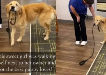 Golden Retriever Walks Herself Around With Her Leash Looking for Pets