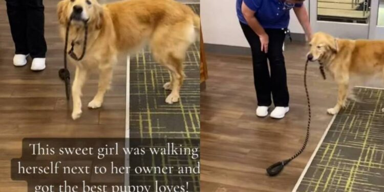 Golden Retriever Walks Herself Around With Her Leash Looking for Pets