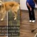 Golden Retriever Walks Herself Around With Her Leash Looking for Pets