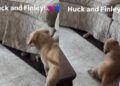Golden Retriever Puppy Turns the Couch Into a Battleground Trying To Reach His Furry Sister