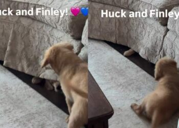 Golden Retriever Puppy Turns the Couch Into a Battleground Trying To Reach His Furry Sister