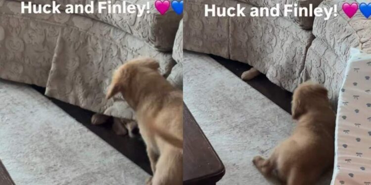 Golden Retriever Puppy Turns the Couch Into a Battleground Trying To Reach His Furry Sister