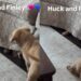 Golden Retriever Puppy Turns the Couch Into a Battleground Trying To Reach His Furry Sister