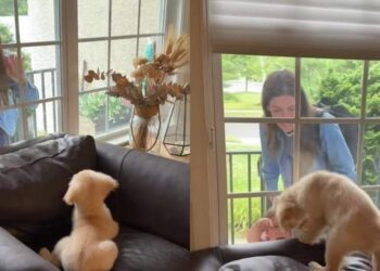 Golden Retriever Puppy Wakes up to Mom’s Love & Instantly Gives It Back