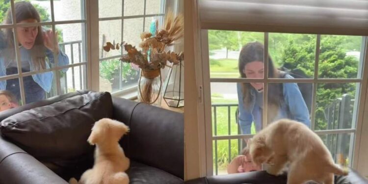 Golden Retriever Puppy Wakes up to Mom’s Love & Instantly Gives It Back