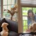 Golden Retriever Puppy Wakes up to Mom’s Love & Instantly Gives It Back